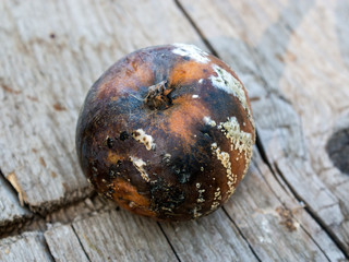 Apple affected by fungus and mold. Disease scab, a Lousy rotten Apple.