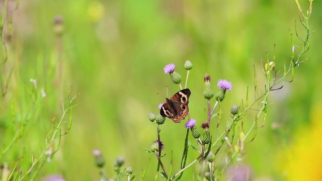 Common Buckeye Butterfly, Junonia coenia, on pink knapweed flowers 