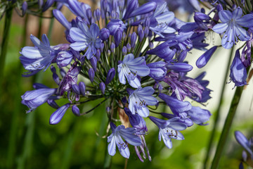 Closeup of flowers Agapanthus Africanus or African Lily of the Nile