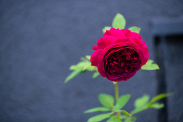 A flower in the foreground of a flower  with bright colors and soft background