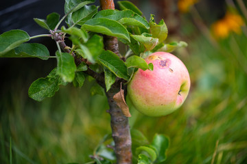a  big red apple on a very small apple tree