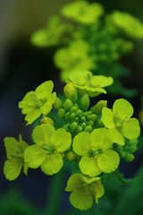 菜の花　菜の花畑