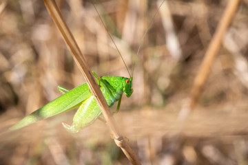Green locust rest
