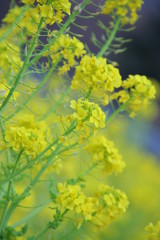 菜の花　菜の花畑