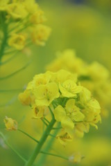 菜の花 菜の花畑