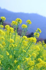 菜の花　菜の花畑