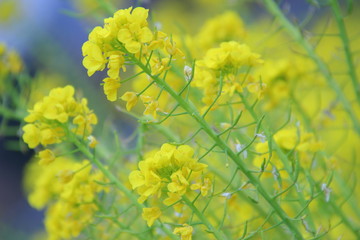 菜の花　菜の花畑