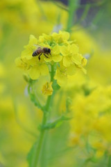 菜の花　菜の花畑