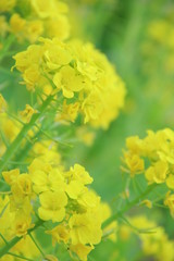 菜の花　菜の花畑