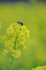 菜の花　菜の花畑