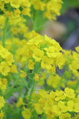菜の花 菜の花畑