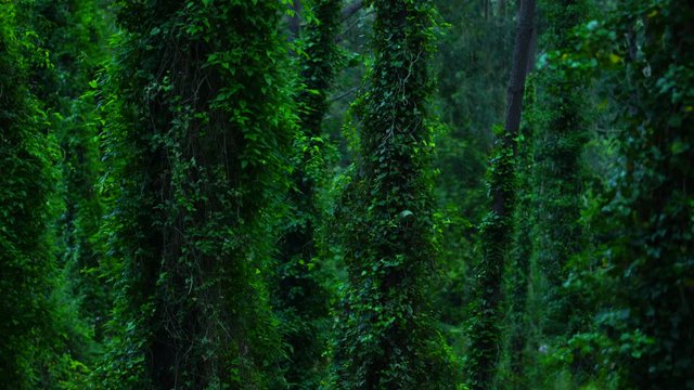 PINE FOREST - PINAR PINO MARITIMO Pinus pinaster, Dunas de Liencres Natural Park, Pielagos Municipality, Cantabria, Spain, Europe