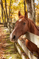 Portrait of a Horse