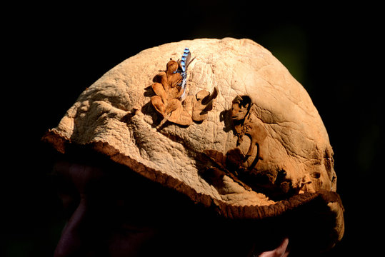 fungus cap