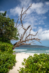under the trees on the beach, seychelles