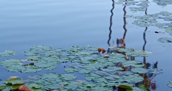 Reflections in Water with Lilly Pads, Balboa Park, San Diego