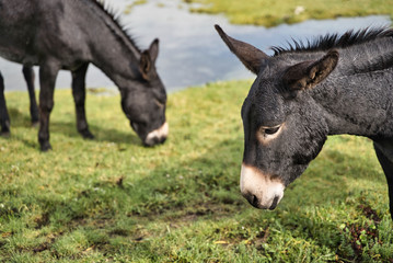 two black donkeys, livestock concept