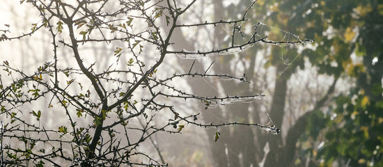 THE TIME OF AUTUMN WEATHER - Foggy and wet morning in the forest clearing
