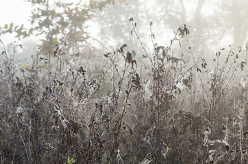 PEARL DROPS ON A COBWEB - Maybe some rain, maybe morning moisture