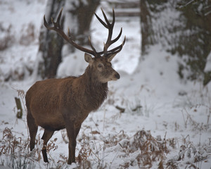 Naklejka na ściany i meble red deer in winter