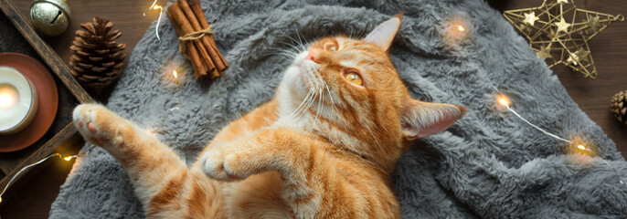 Christmas mood with ginger cat