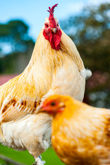 Colorful south african rooster and hen are posing for picture