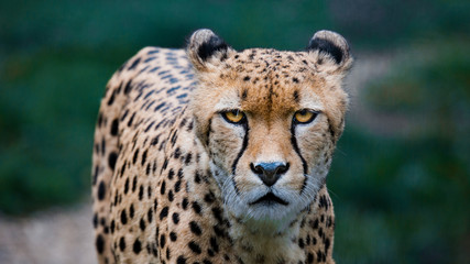 Gepard