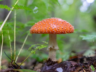 close-up view with autumn mushroom, blurry green background of natural plants