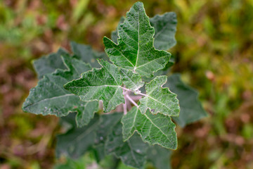Young tree in the meadow against the background of autumn grass