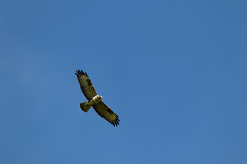 Large raptor in flight with blue sky