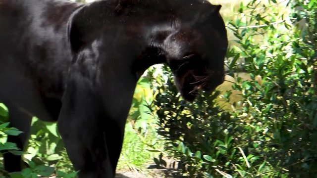 closeup of a black jaguar walking in a forest scenery, rare spotted wild cat, Near threatened animal specie from America