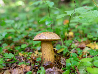 close-up view with autumn mushroom, blurry green background of natural plants