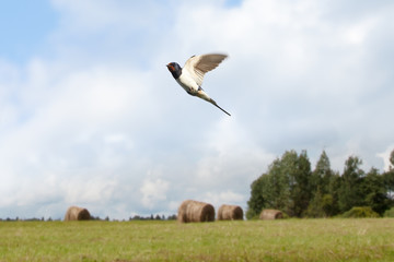 Fototapeta premium view of two swallow birds flying on countryside summer background