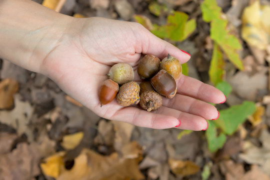 hands holding acorns