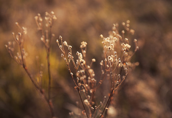 Scene with wild grass on a sun light