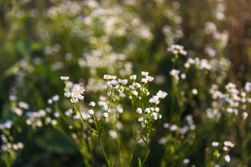 Scene with wild grass on a sun light