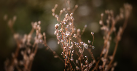 Scene with wild grass on a sun light