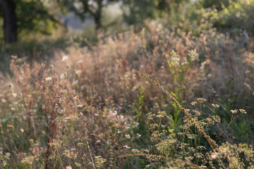 Scene with wild grass on a sun light