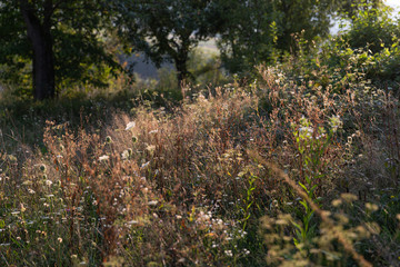 Fototapeta premium Scene with wild grass on a sun light