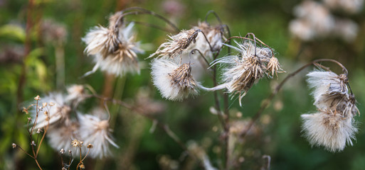 Scene with wild grass on a sun light