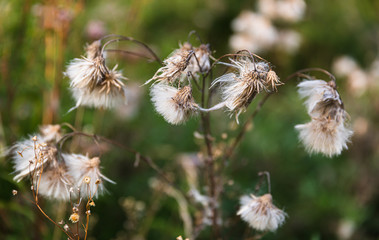 Scene with wild grass on a sun light