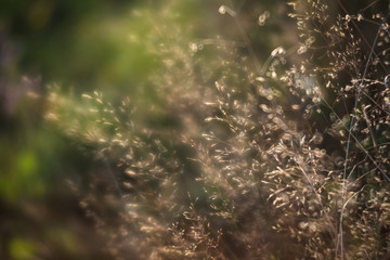 Scene with wild grass on a sun light
