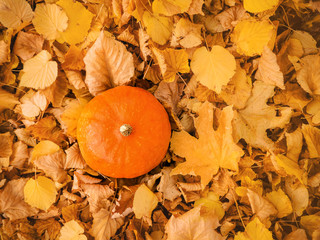 small orange pumpkin on colorful autumn leaves