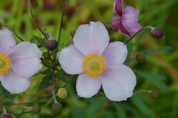 Anemone blüht im Herbstgarten