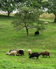 .flock of sheep on green grass