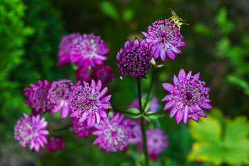 butterfly on flower