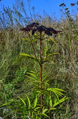 Sambucus Ebulus (Elderberry) fruits
