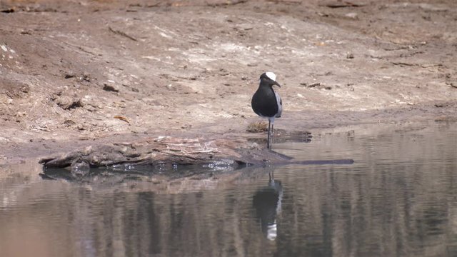 Blacksmith lapwing walking around waterholes, Hwange National Park Zimbabwe