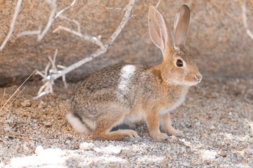 Conejo