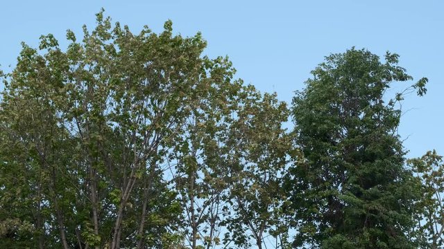 Tree wind. Suumer time. Outdoor. Blue sky.